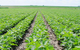 banner-double-crop-soybean-challenges