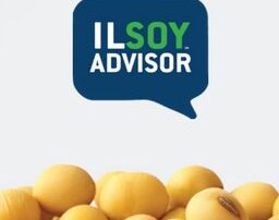 ILSoyAdvisor twitter logo