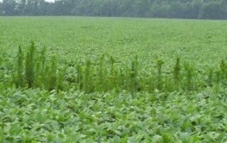 marestail_in_soybeans