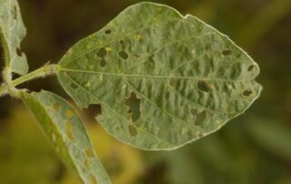 bean leaf beetle thumnail