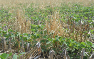 Beans in cover crops