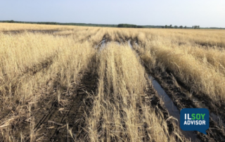 What to do when the water doesn’t turn off – Managing cover crops in a wet spring (1)