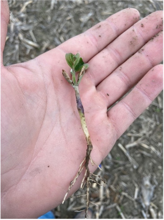 early soybean plant